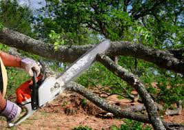 Trusted Manchester, MD Tree Removal and Landscaping Services Experts